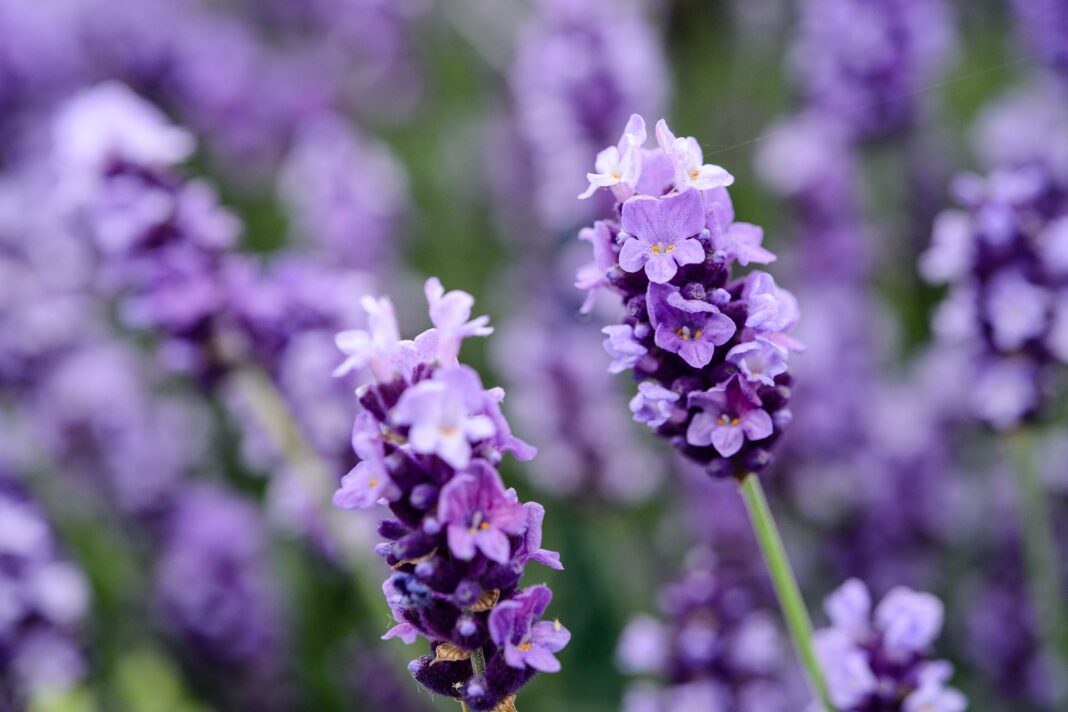 lavender-flowers-lavender-the-ultimate-guide this blog is very charming and edifying about lavender flowers lavender.
