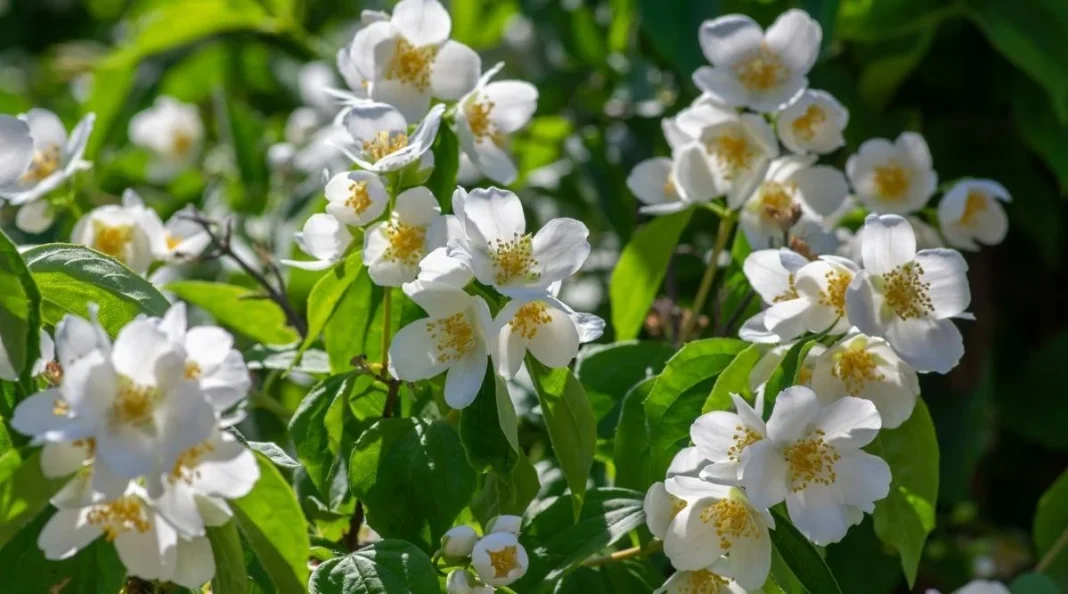 white-flowering-shrubs-a-guide-to-adding-elegance-to-your-garden this blog is very elegant about white flowering shrubs.