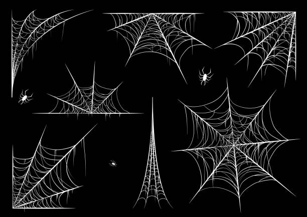 corner-spider-webs-natures-architectural-marvels this blog is very fascinating and edifying about corner spider web.