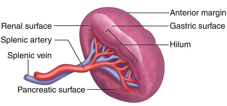 spleen-functions-importance-and-health this blog is very edifying and captivating relevent to health about spleen.